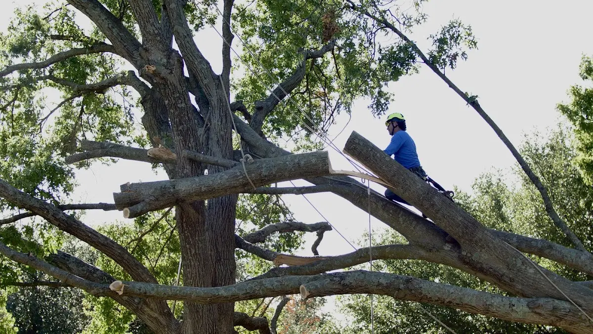 Professional Crown Thinning performed by certified arborists in Zamora